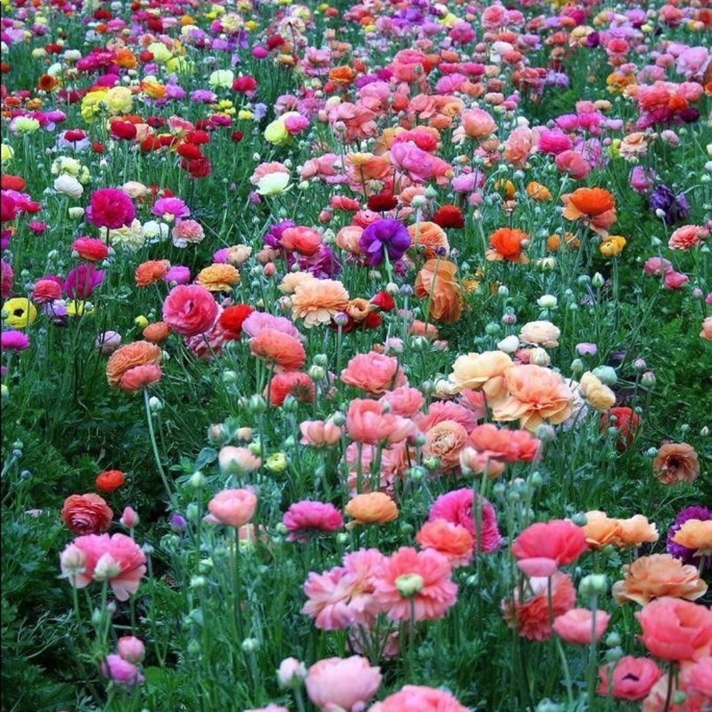 Meet your Posher, Daisie